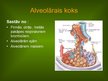 Презентация 'Alveola, surfaktanta veidošanās un noārdīšanās, aerohematoloģiskā barjeras morfo', 7.