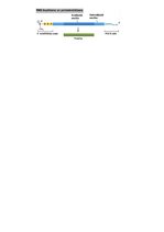 Конспект 'RSU Molekulārā un šūnu bioloģija 1. kolokvijam vajadzīgais konspekts', 8.