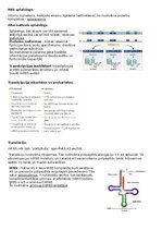 Конспект 'RSU Molekulārā un šūnu bioloģija 1. kolokvijam vajadzīgais konspekts', 9.