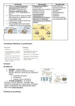 Конспект 'RSU Molekulārā un šūnu bioloģija 1. kolokvijam vajadzīgais konspekts', 10.