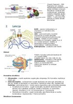 Конспект 'RSU Molekulārā un šūnu bioloģija 1. kolokvijs', 2.