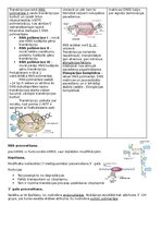 Конспект 'RSU Molekulārā un šūnu bioloģija 1. kolokvijs', 7.