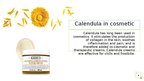 Презентация 'Calendula', 4.