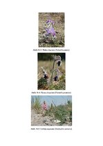 Конспект 'Dabas liegums - Posolnīca', 3.