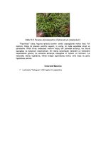 Конспект 'Dabas liegums - Posolnīca', 4.