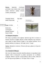 Реферат 'Kukaiņi - Insecta', 13.