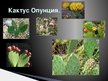Презентация 'Инвазивные растения', 15.