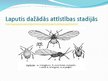 Презентация 'Laputis (Aphididae)', 5.