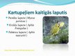 Презентация 'Laputis (Aphididae)', 10.