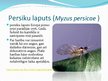 Презентация 'Laputis (Aphididae)', 11.