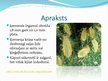 Презентация 'Laputis (Aphididae)', 12.