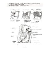 Конспект 'Embrija gremošanas sistēmas orgānu attīstība un traucējumi', 7.