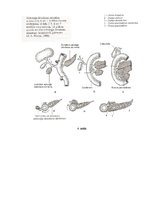 Конспект 'Embrija gremošanas sistēmas orgānu attīstība un traucējumi', 8.