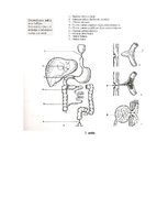 Конспект 'Embrija gremošanas sistēmas orgānu attīstība un traucējumi', 9.