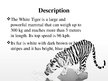 Презентация 'White Bengal Tiger', 2.