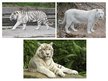 Презентация 'White Bengal Tiger', 3.