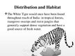 Презентация 'White Bengal Tiger', 4.