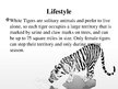 Презентация 'White Bengal Tiger', 7.