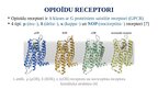 Презентация 'Opioīdu receptori', 2.