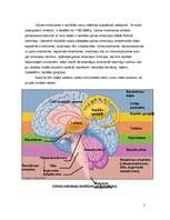 Реферат 'Galvas smadzeņu nodalījumi, uzbūve un svarīgākās funkcijas', 3.