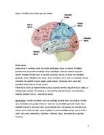 Реферат 'Galvas smadzeņu nodalījumi, uzbūve un svarīgākās funkcijas', 6.