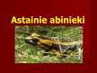 Презентация 'Astainie abinieki', 1.