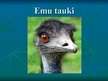 Презентация 'Emu tauki', 2.