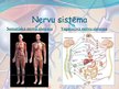 Презентация 'Veģetatīvā nervu sistēma', 2.