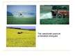Презентация 'Intensīvās lauksaimniecības ietekme uz vidi', 5.