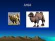 Презентация 'Zīdītāja - divkupru kamieļa - raksturojums', 3.