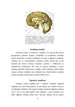 Реферат 'Cilvēka galvas smadzenes, to struktūras un funkcijas', 4.