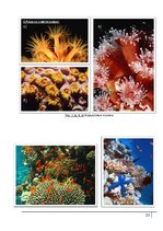 Реферат 'Коралловые рифы и возможности их спасения', 33.