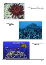 Реферат 'Коралловые рифы и возможности их спасения', 36.