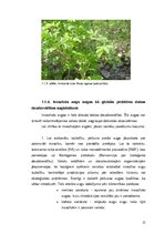 Дипломная 'Invazīvo augu sugu ierobežošana dabas parkā "Ragakāpa"', 12.
