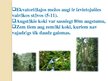 Презентация 'Mitrie ekvatoriālie meži jeb selvas', 4.