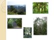 Презентация 'Mitrie ekvatoriālie meži jeb selvas', 7.