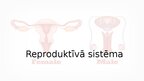 Презентация 'Reproduktīvā sistēma', 1.