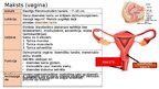 Презентация 'Reproduktīvā sistēma', 5.