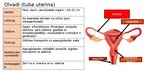 Презентация 'Reproduktīvā sistēma', 11.