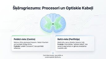 Презентация 'Muguras smadzenes: neiroloģiskā aparatūra un lokālie protokoli', 6.