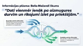 Презентация 'Muguras smadzenes: neiroloģiskā aparatūra un lokālie protokoli', 8.