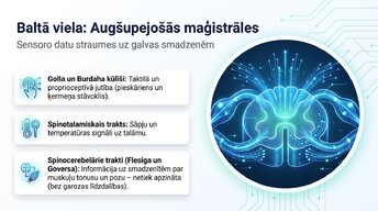 Презентация 'Muguras smadzenes: neiroloģiskā aparatūra un lokālie protokoli', 9.