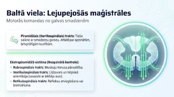Презентация 'Muguras smadzenes: neiroloģiskā aparatūra un lokālie protokoli', 10.