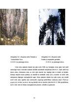 Реферат 'Baldones meža biotopi - pirmatnējās dabas daudzveidība un nozīme', 24.