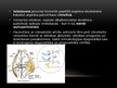 Презентация 'Osteoartrīta un reimatoīdā artrīta laboratoriskā izmeklēšana', 8.