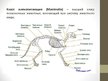 Презентация 'Общая характеристика млекопитающих', 2.