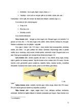 Дипломная 'Zivju ēdienu piedāvājuma analīze Liepājas pilsētas sabiedriskajos ēdināšanas uzņ', 26.