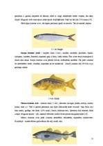 Дипломная 'Zivju ēdienu piedāvājuma analīze Liepājas pilsētas sabiedriskajos ēdināšanas uzņ', 27.