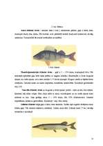Дипломная 'Zivju ēdienu piedāvājuma analīze Liepājas pilsētas sabiedriskajos ēdināšanas uzņ', 28.