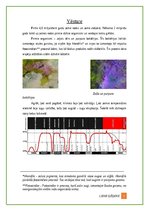 Конспект 'Augu evolūcija un daudzveidība', 2.